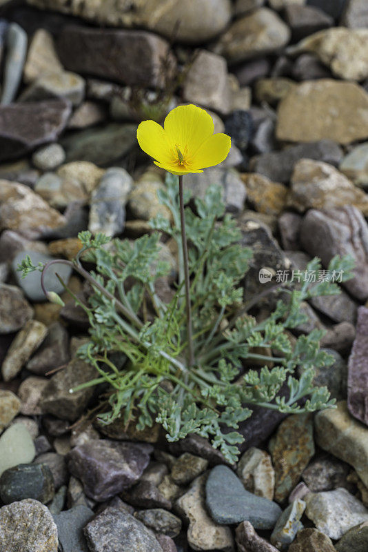 Eschscholzia minutiflora是一种罂粟，俗称侏儒罂粟或小金罂粟，发现于加州死亡谷国家公园。罂粟科。